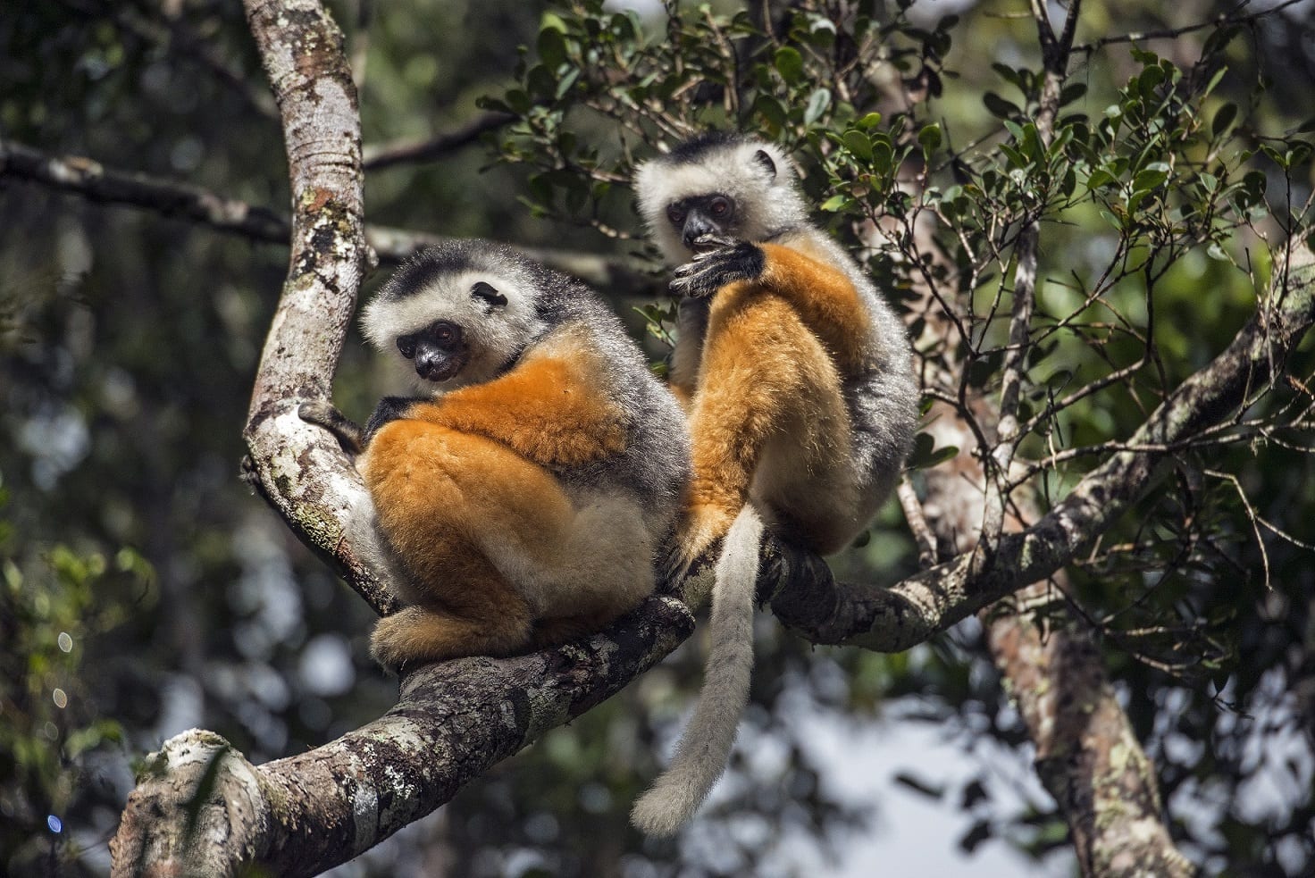 Parcs Réserves Naturelles Madagascar